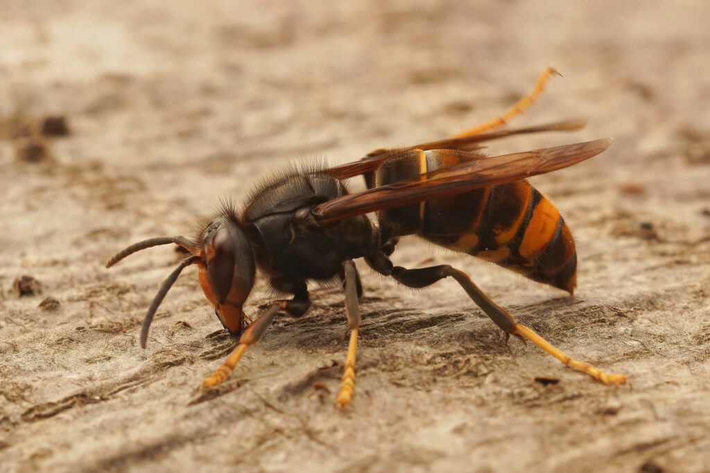 Frelon asiatique Vespa Velutina Jardin