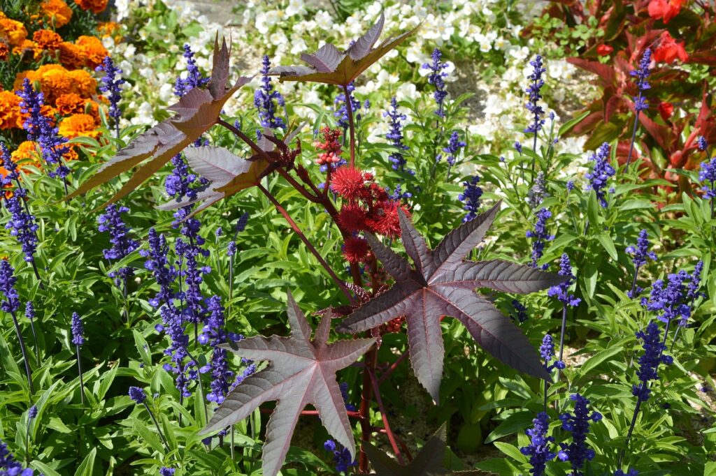 Massif de fleurs multicolores Crédit JACLOU_DL