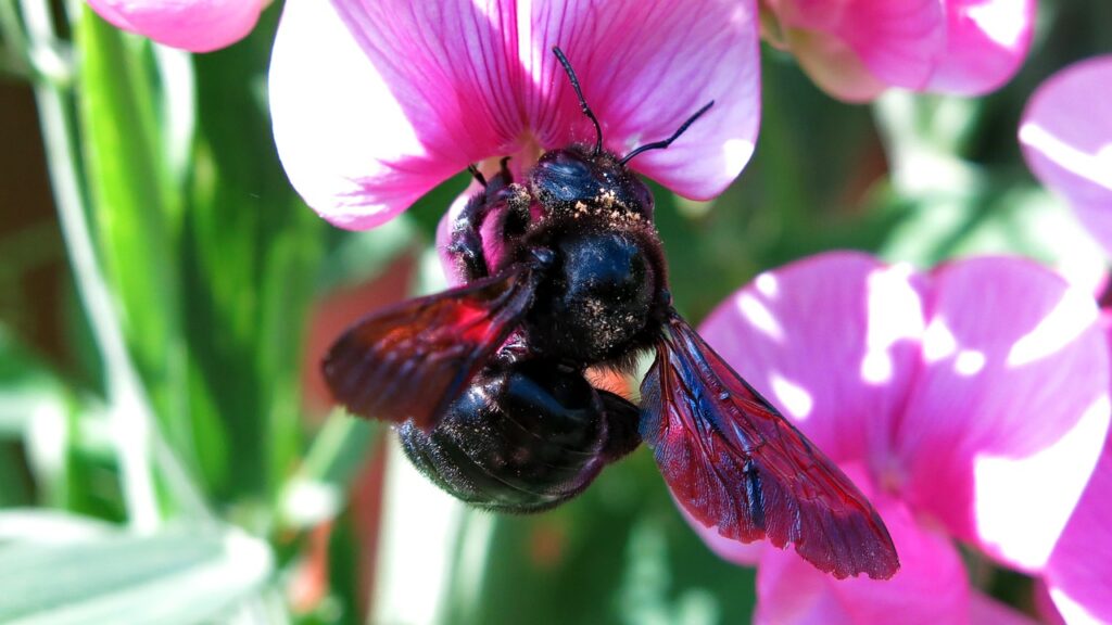 Abeille charpentière ou xylocope (Xylocopa violacea)