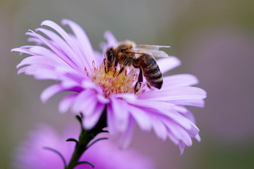 Abeille européenne (Apis mellifera)
