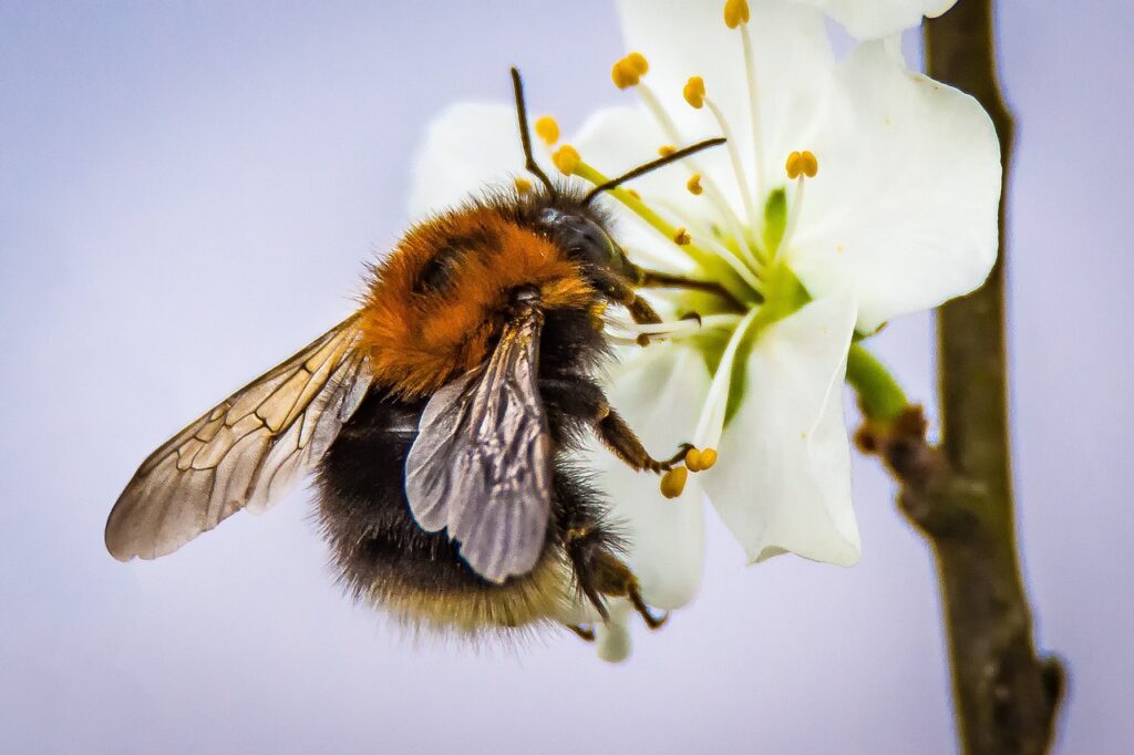 Bourdon (bombus)