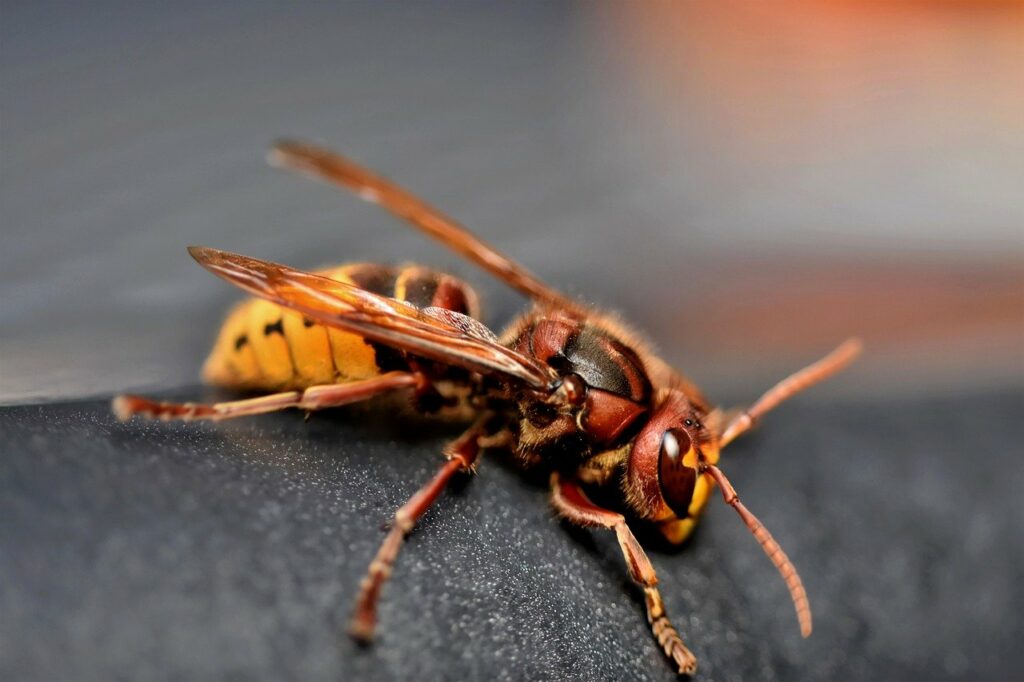 Frelon européen (Vespa crabro)