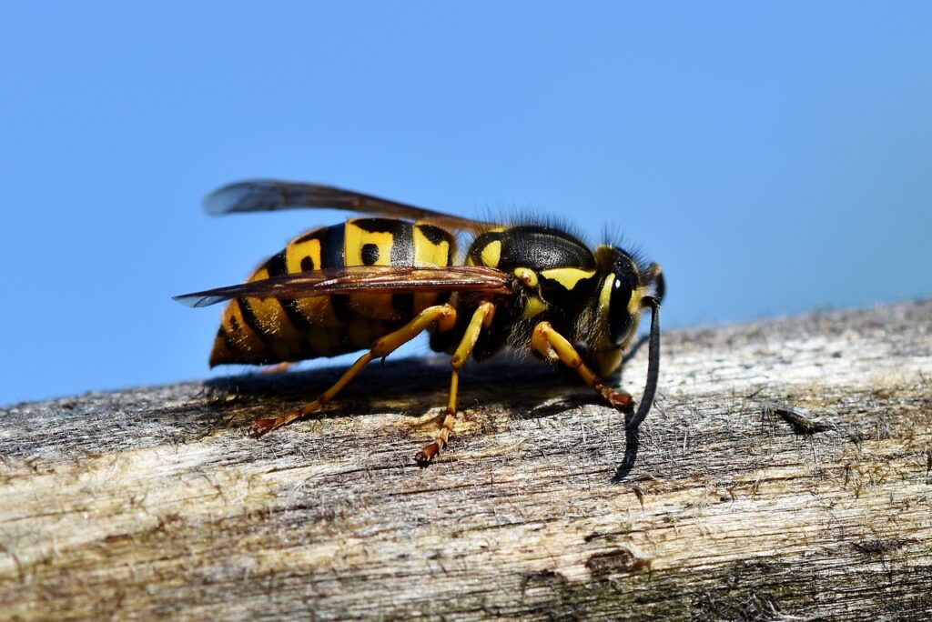 Guêpe commune (Vespula vulgaris)